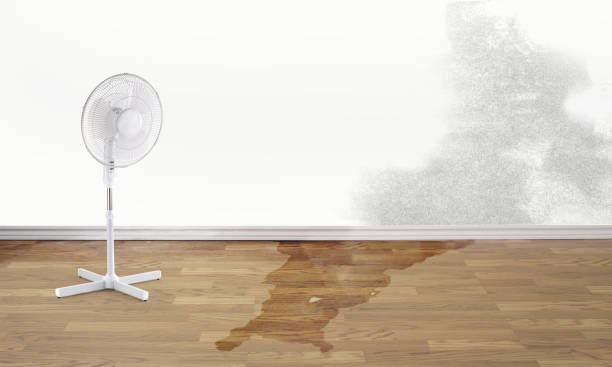 Best Local water damage restoration  in Mexico, MO